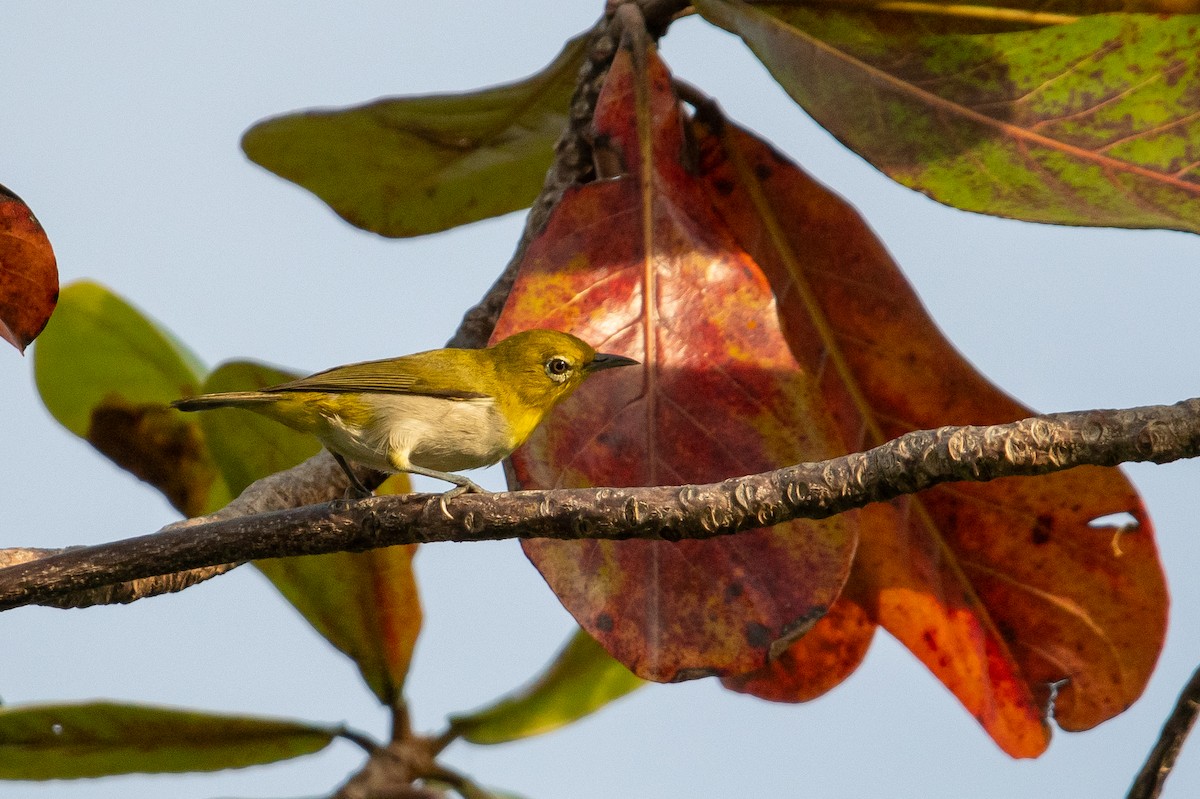 Lowland White-eye - ML629330634
