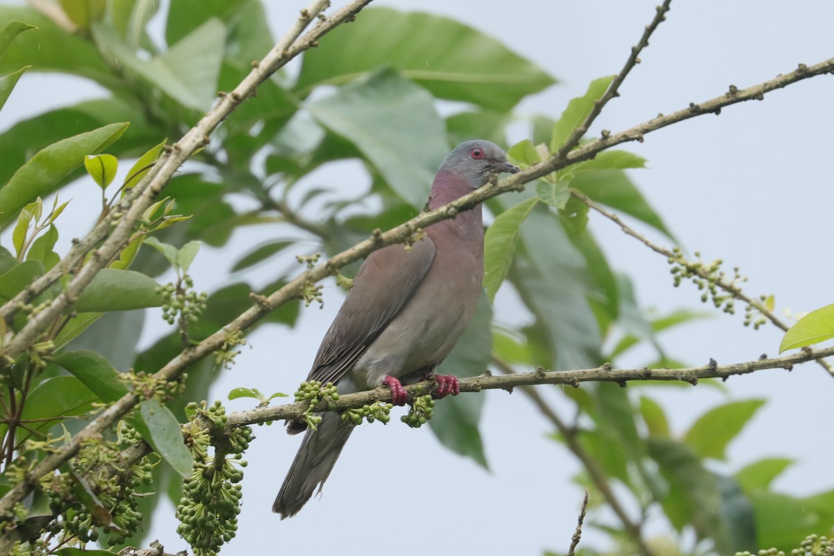 Pale-vented Pigeon - ML629330713