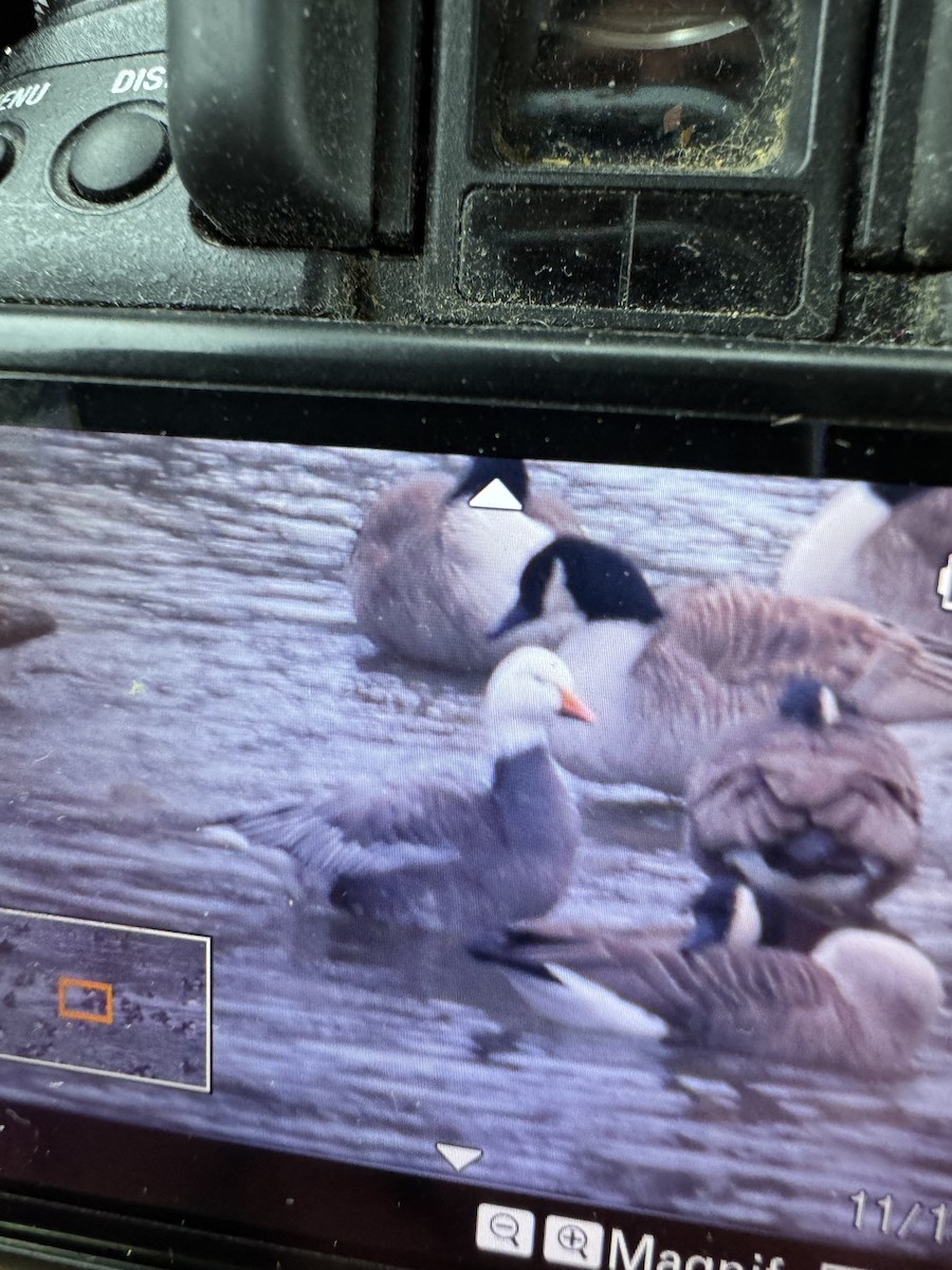 Snow Goose - ML629330720