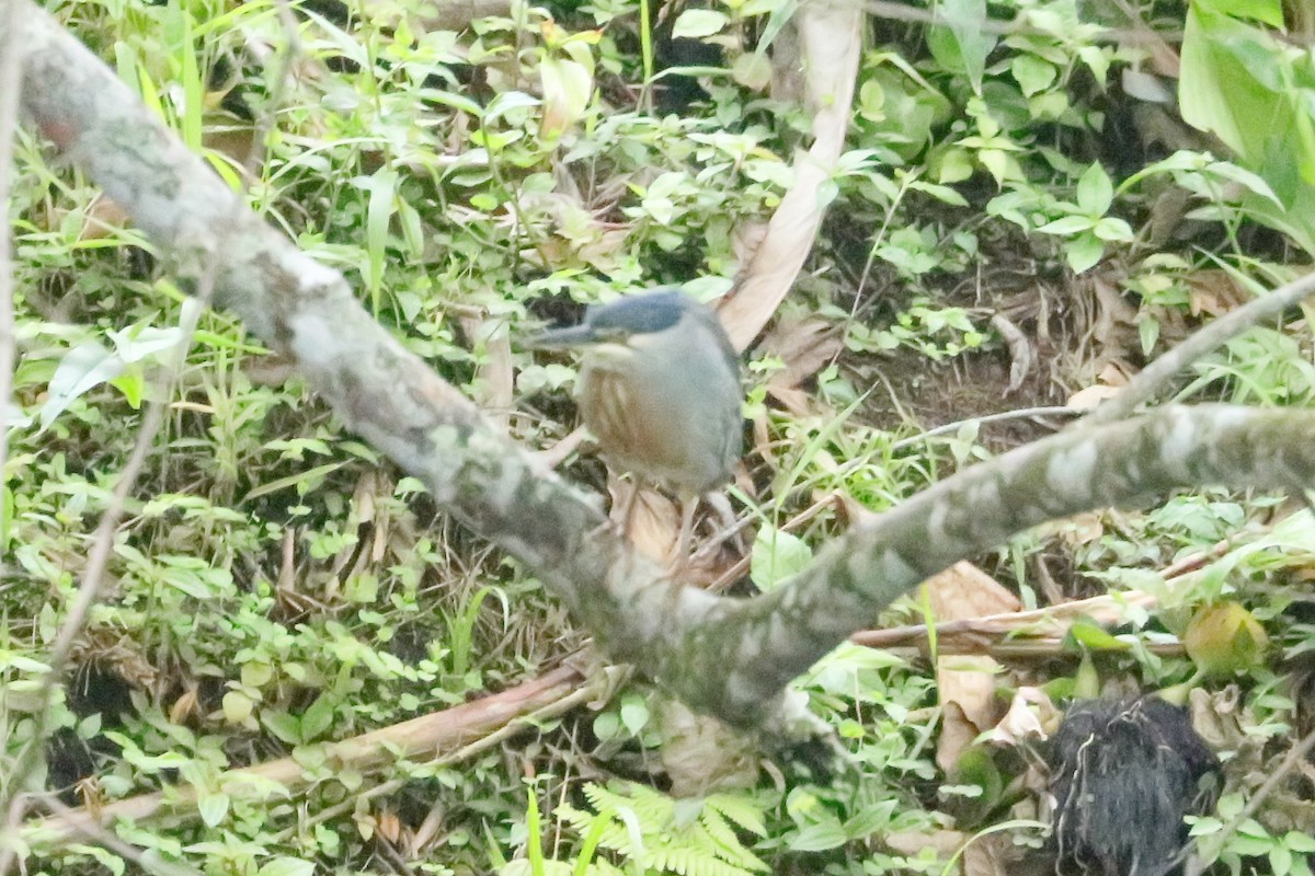 Striated Heron (South American) - ML629330744