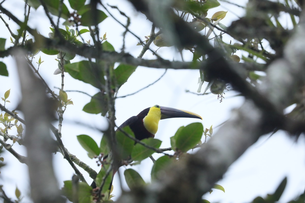 Yellow-throated Toucan (Chestnut-mandibled) - ML629330807