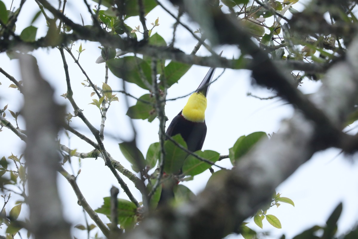 Yellow-throated Toucan (Chestnut-mandibled) - ML629330808