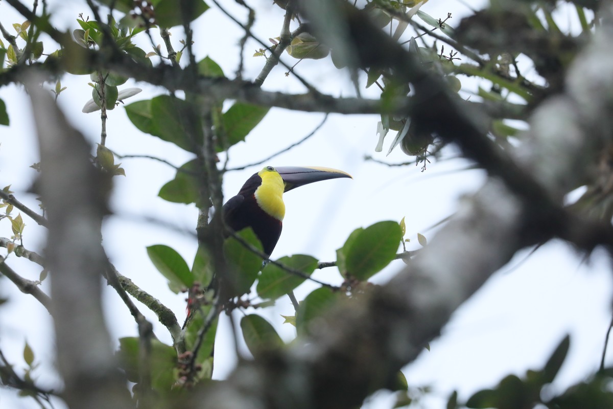 Yellow-throated Toucan (Chestnut-mandibled) - ML629330809