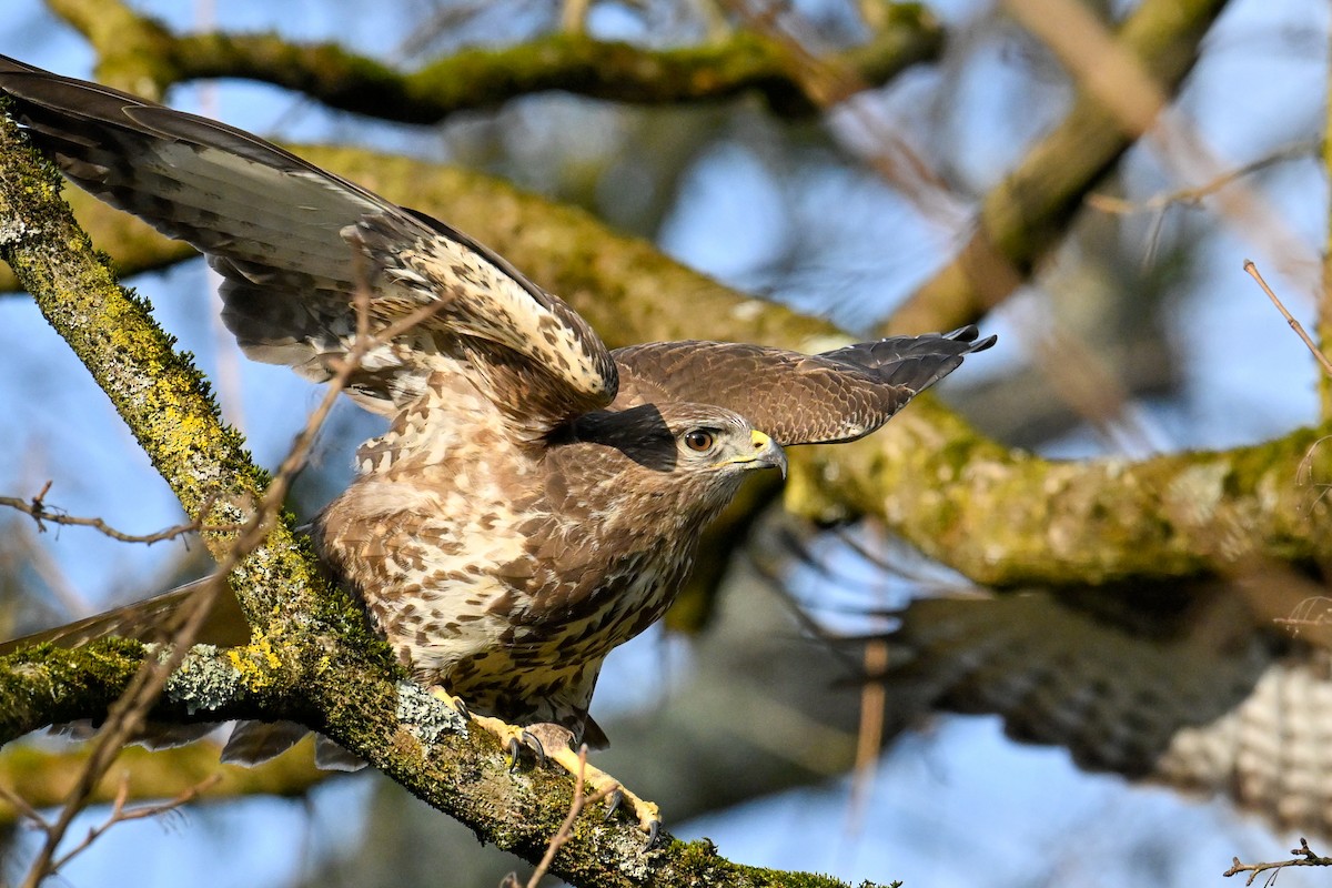 Zapelatz arrunta - ML629330864