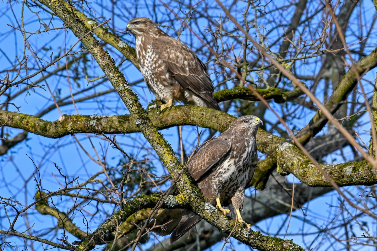 Zapelatz arrunta - ML629330869