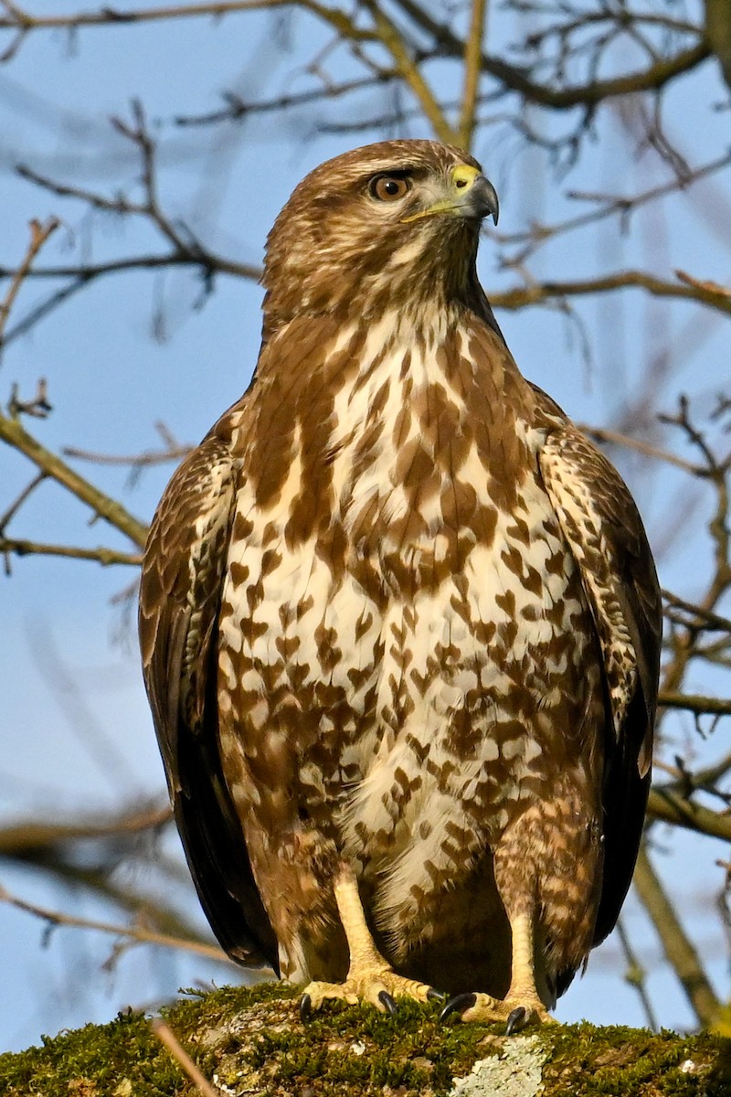 Zapelatz arrunta - ML629330923