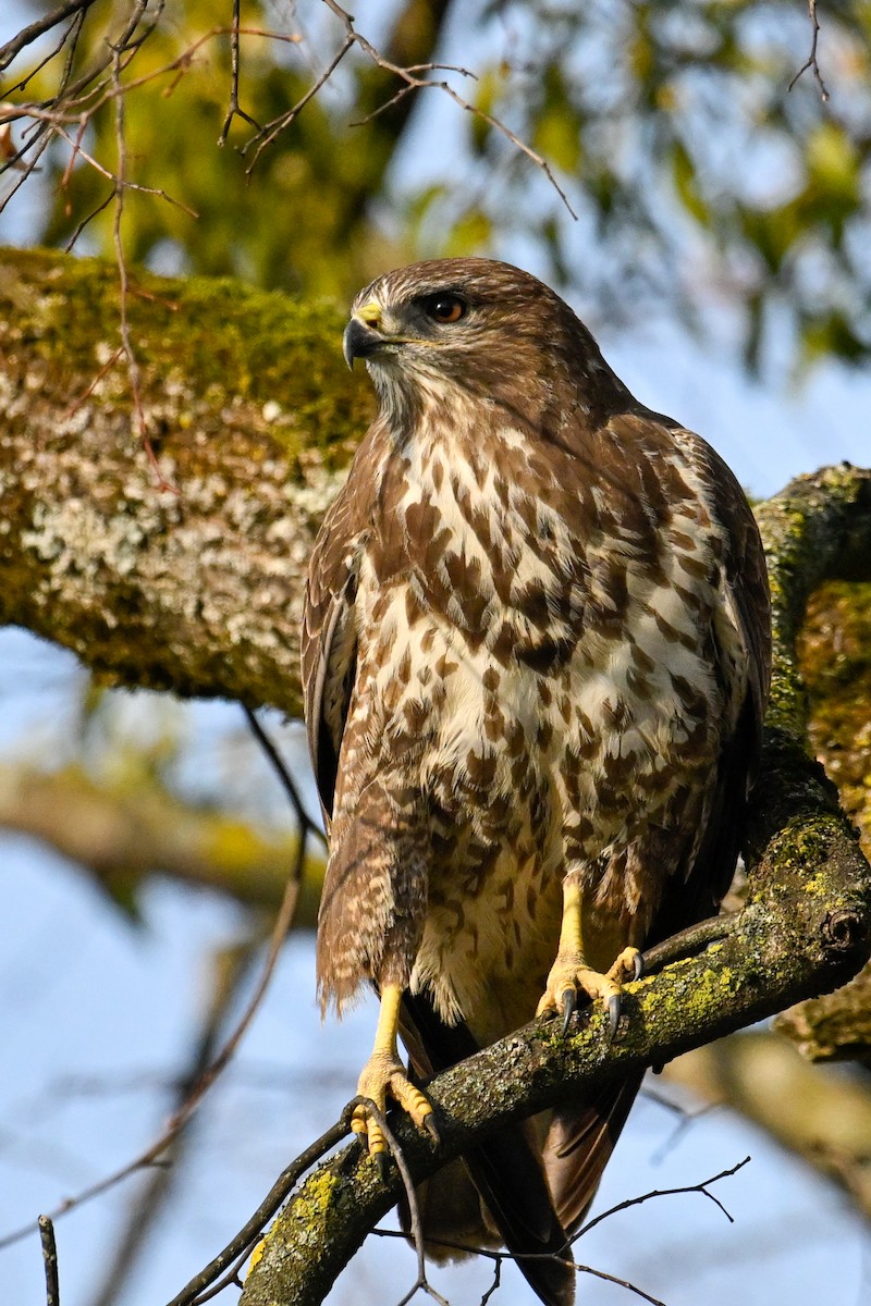 Zapelatz arrunta - ML629330925