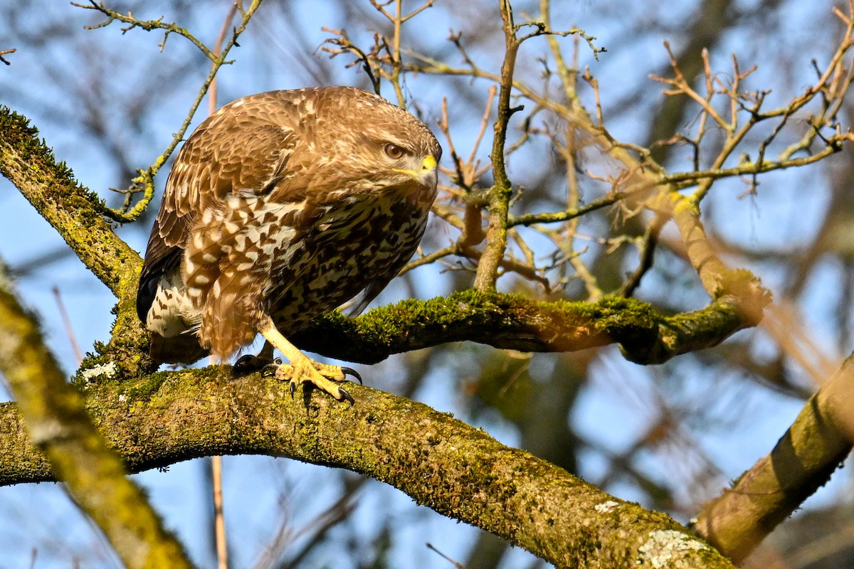 Zapelatz arrunta - ML629330926