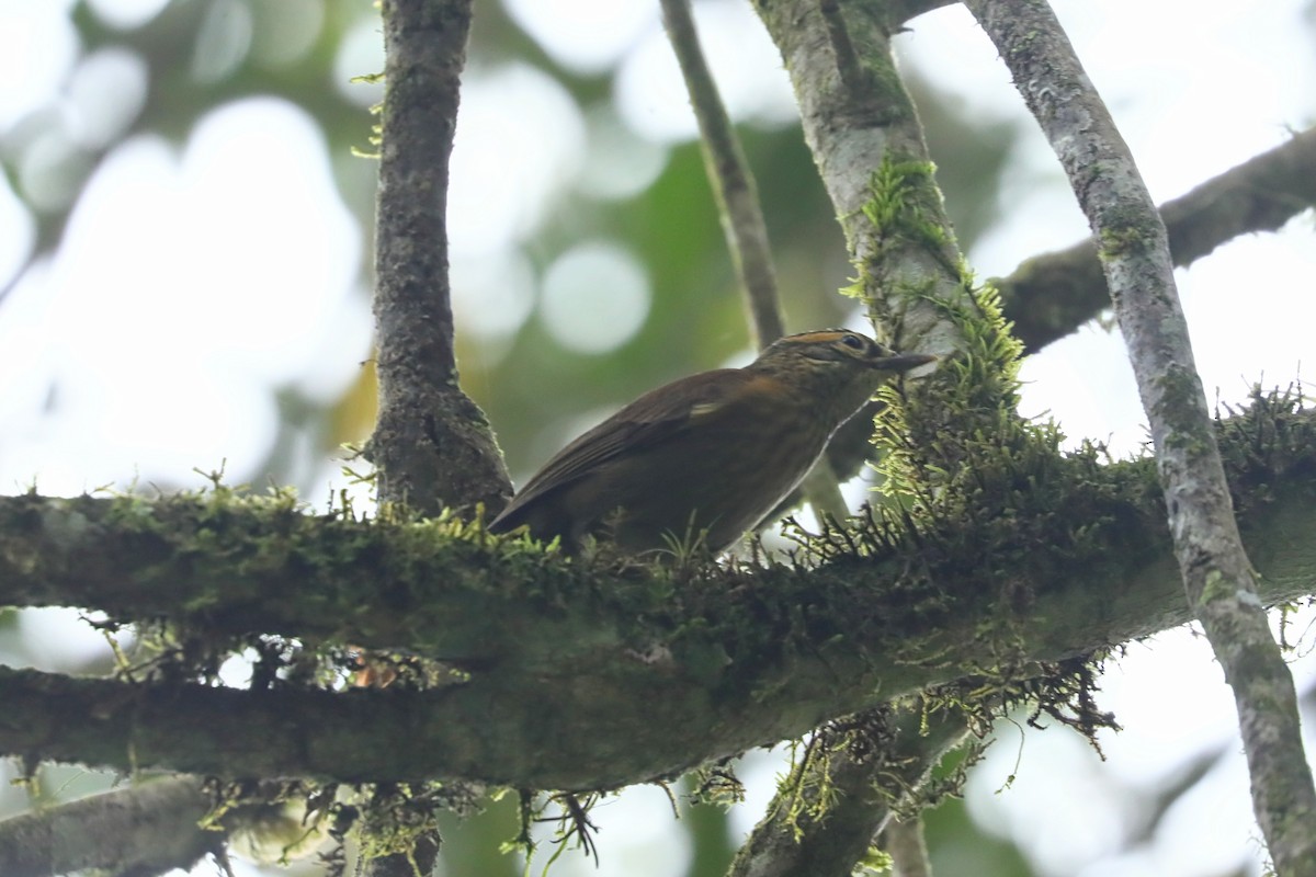 Scaly-throated Foliage-gleaner (Spot-breasted) - ML629330929