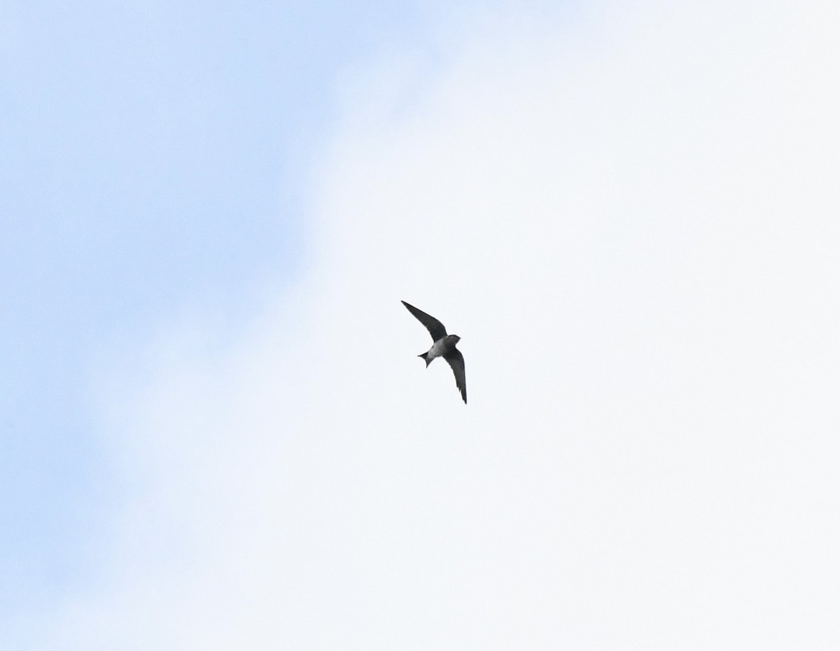 Purple Martin - ML629330963