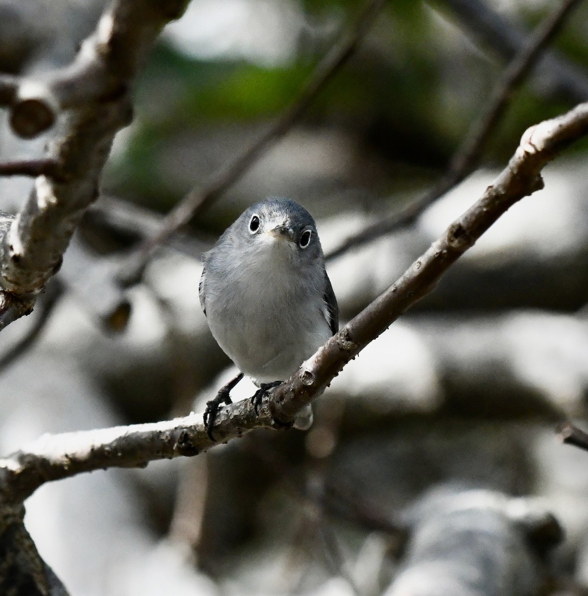 Blue-gray Gnatcatcher - ML629330972
