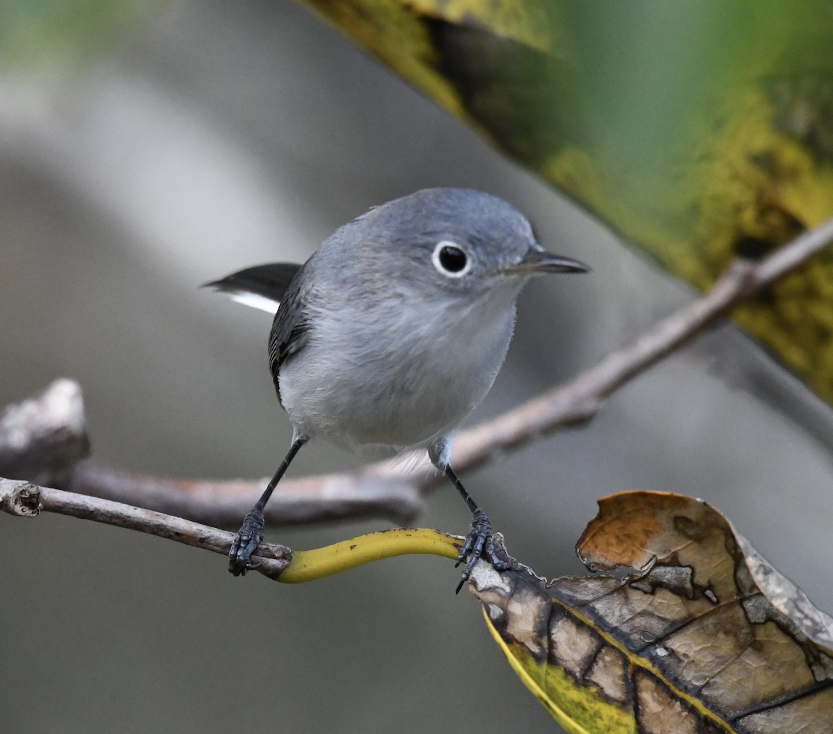 Blue-gray Gnatcatcher - ML629330973