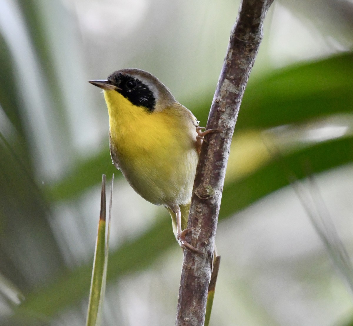 Common Yellowthroat - ML629330985