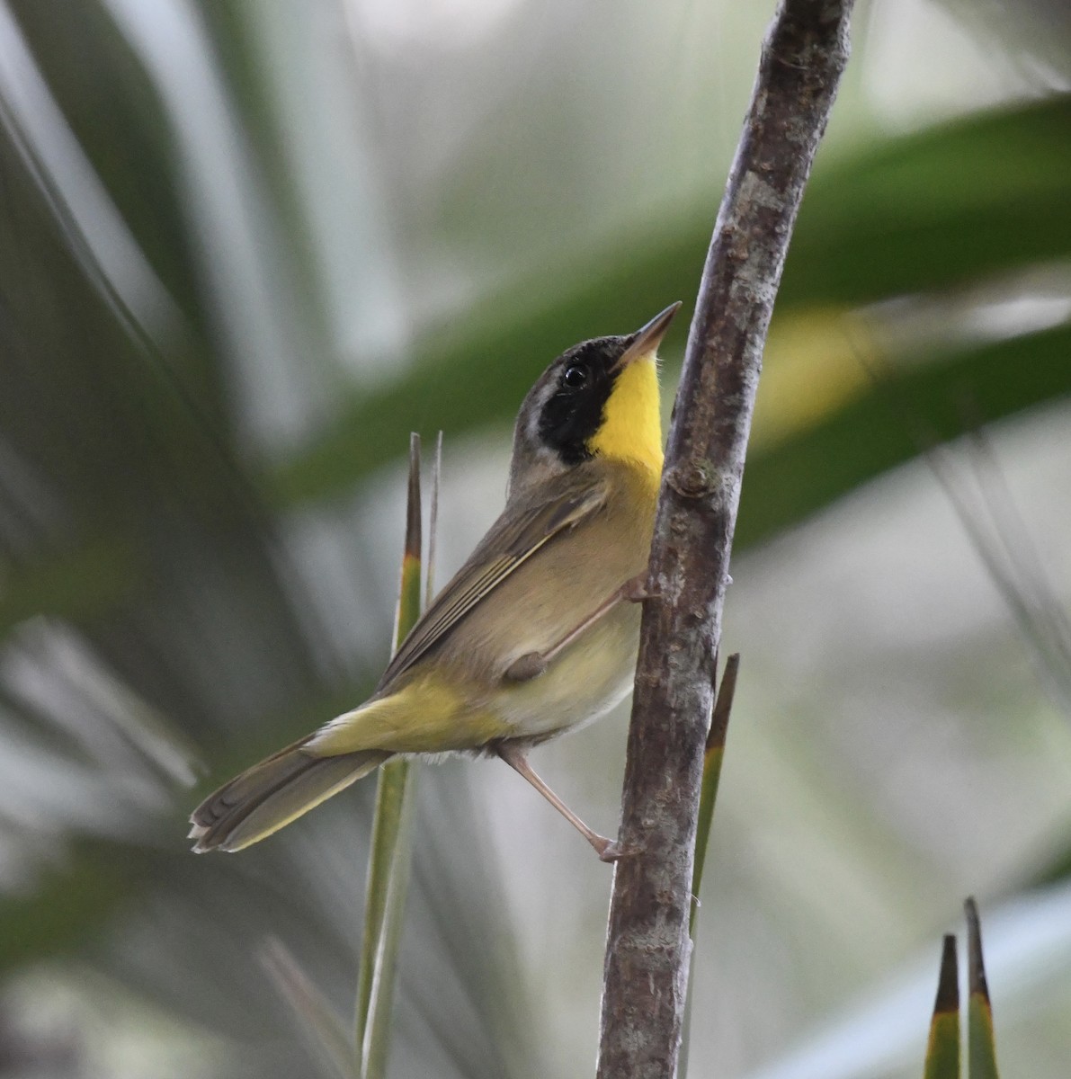 Common Yellowthroat - ML629330986