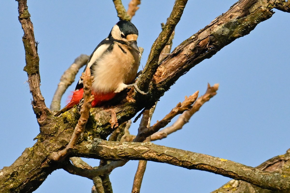 Okil handia - ML629330996