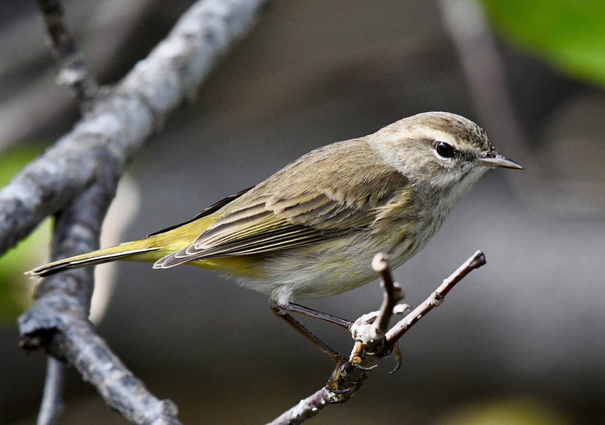 Palm Warbler (Western) - ML629330997