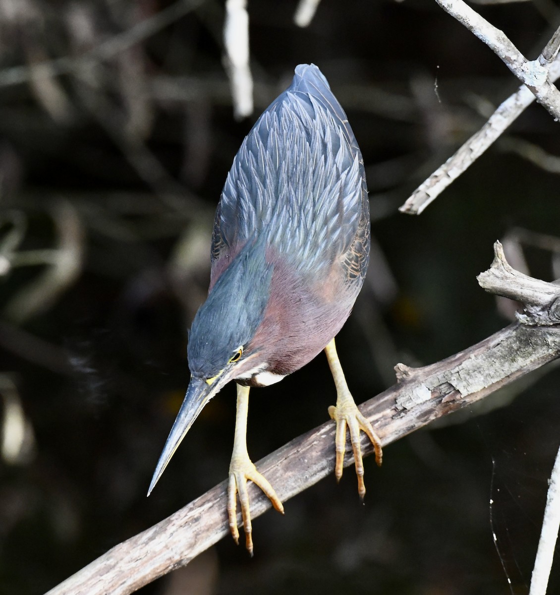 Green Heron - ML629331035