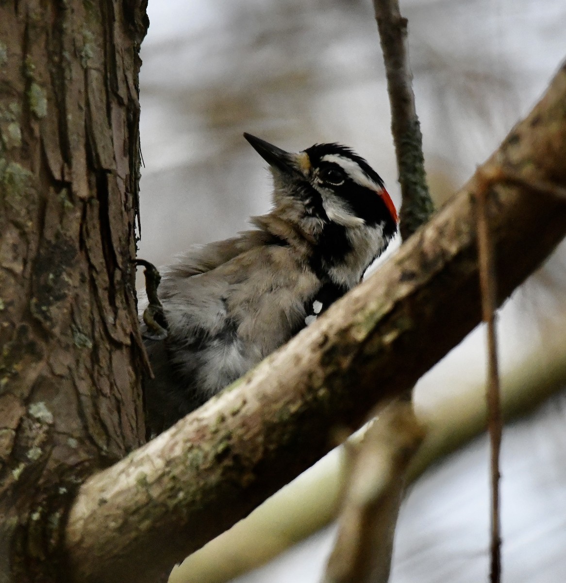 Downy Woodpecker - ML629331048