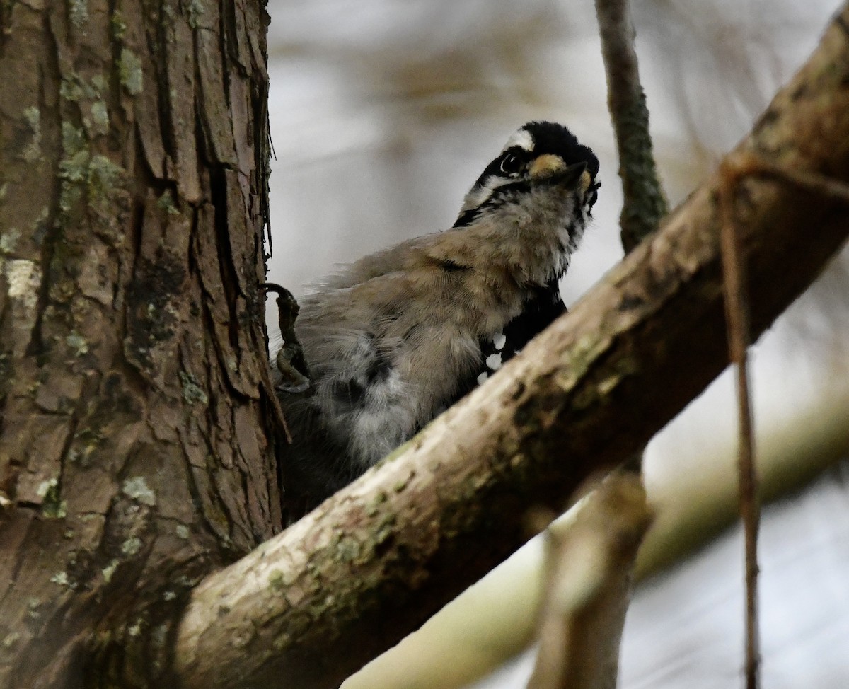Downy Woodpecker - ML629331049