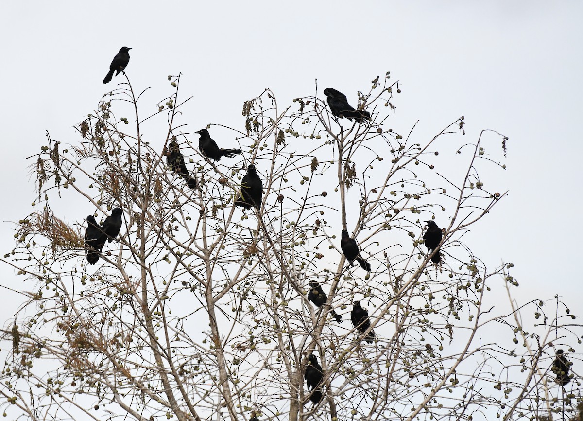 Common Grackle - ML629331054