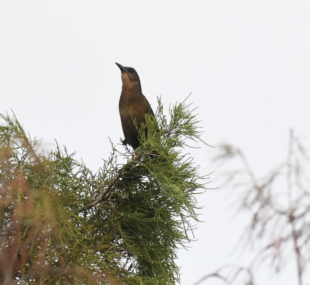 Boat-tailed Grackle - ML629331059
