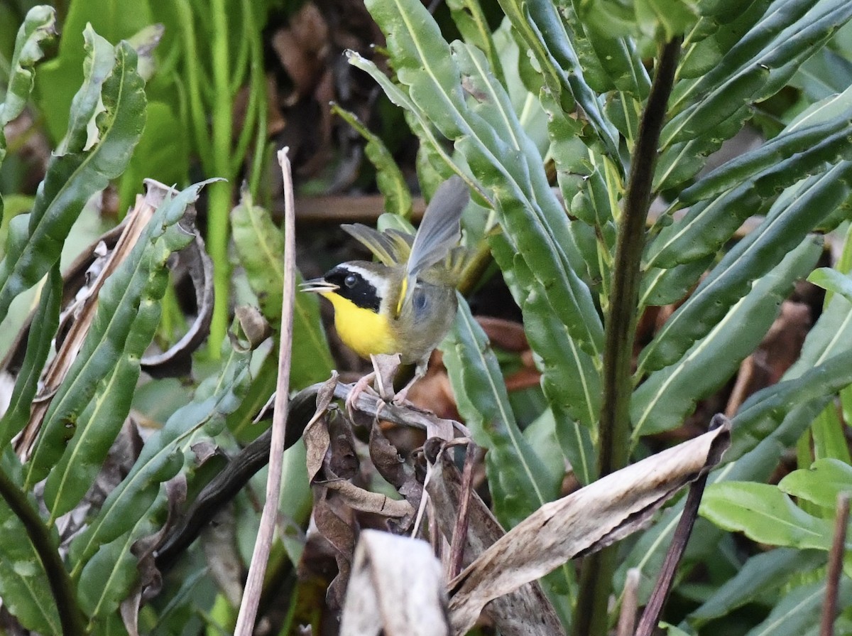 Common Yellowthroat - ML629331080
