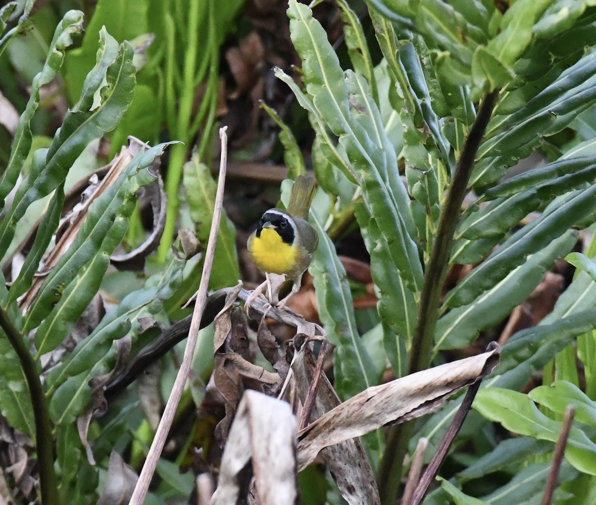 Common Yellowthroat - ML629331081