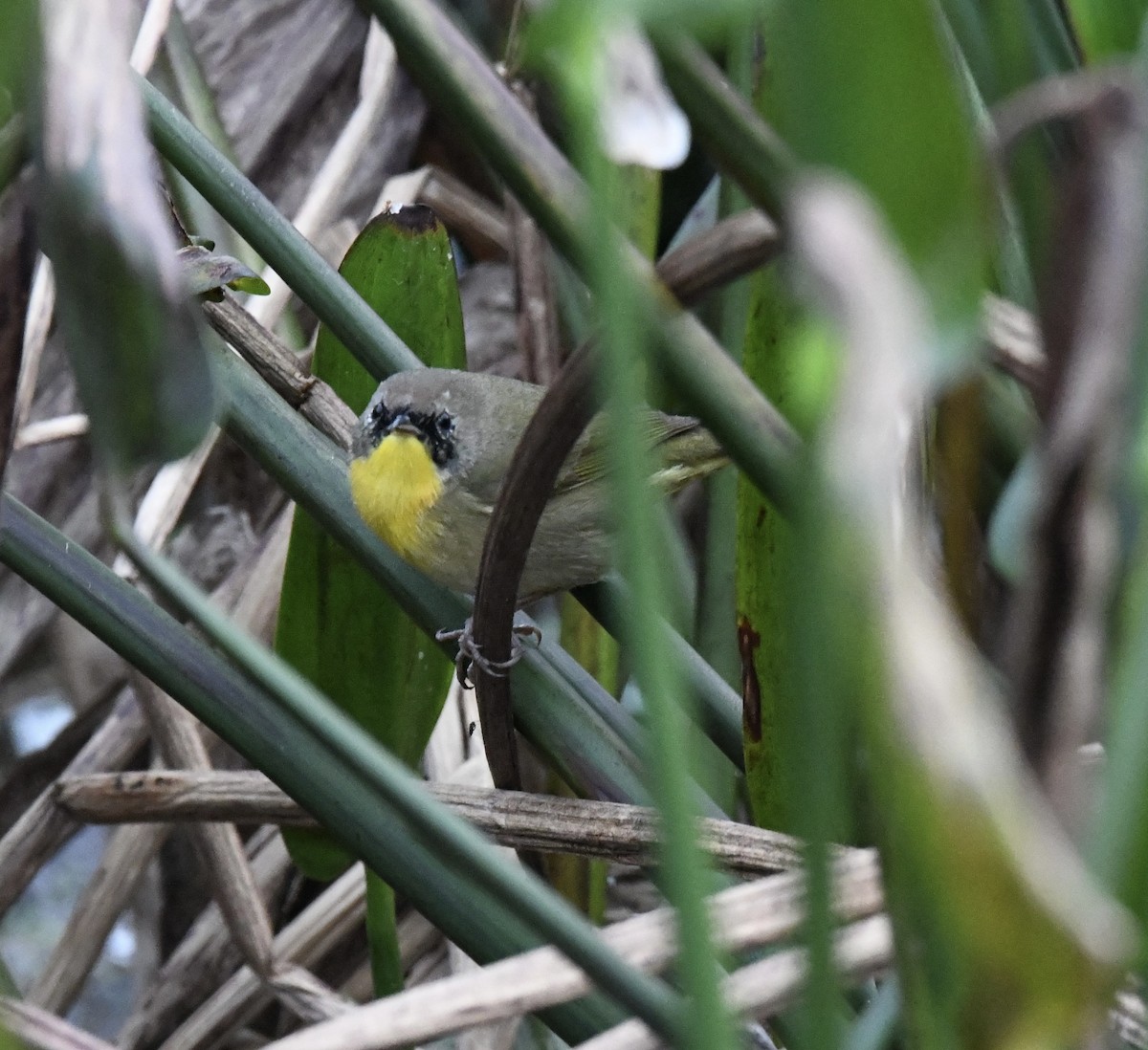 Common Yellowthroat - ML629331083