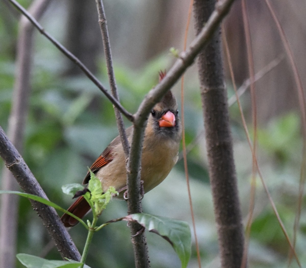 Northern Cardinal - ML629331090