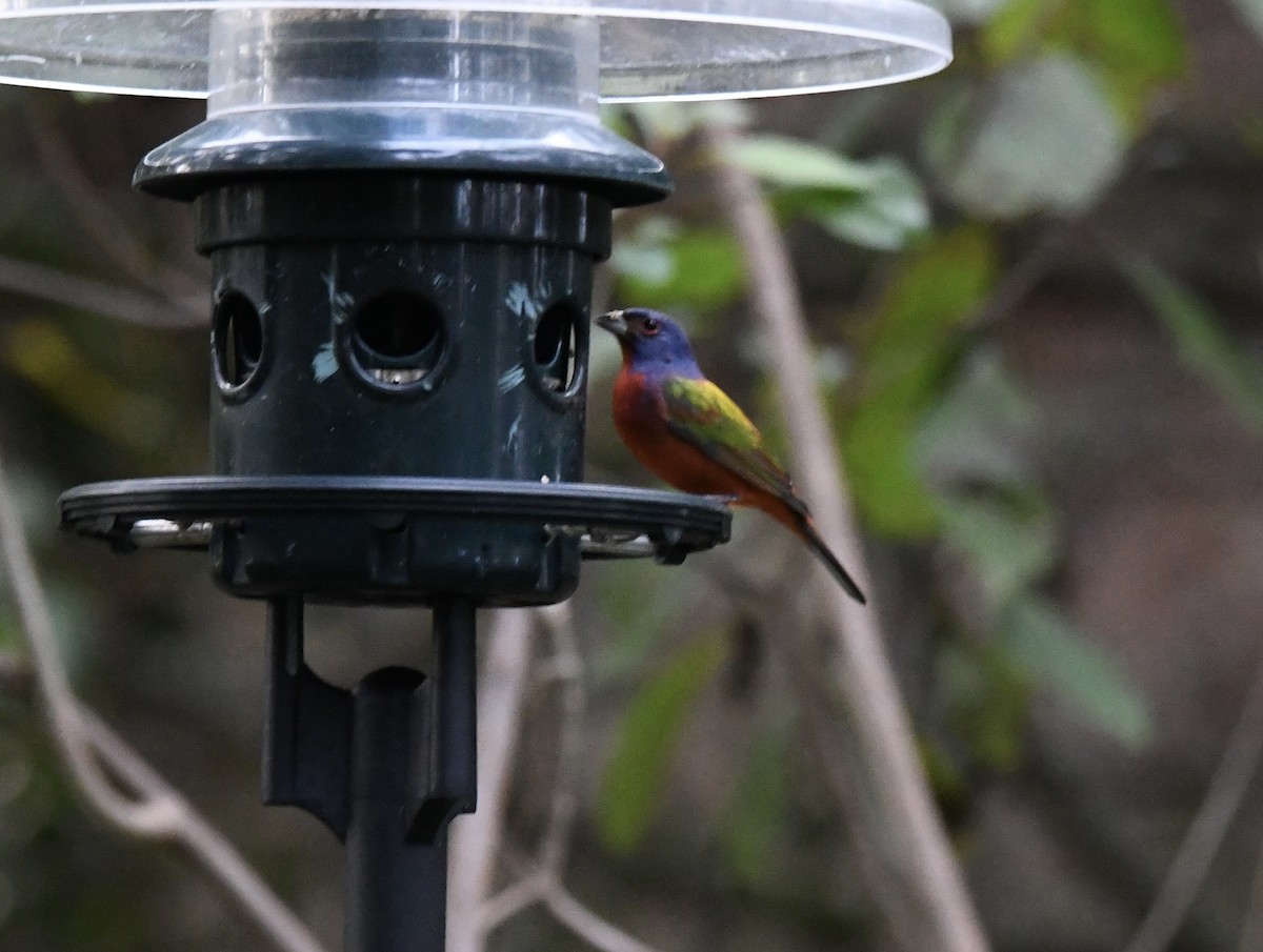 Painted Bunting - ML629331102