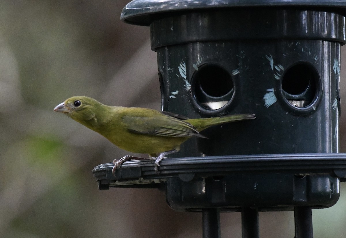 Painted Bunting - ML629331103