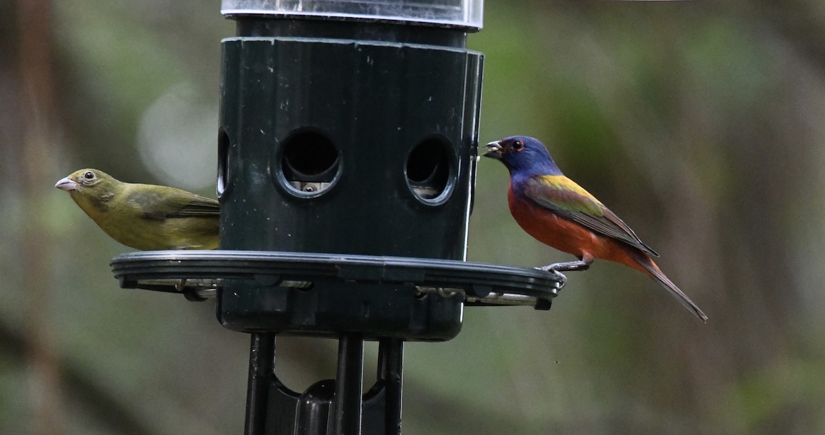 Painted Bunting - ML629331104