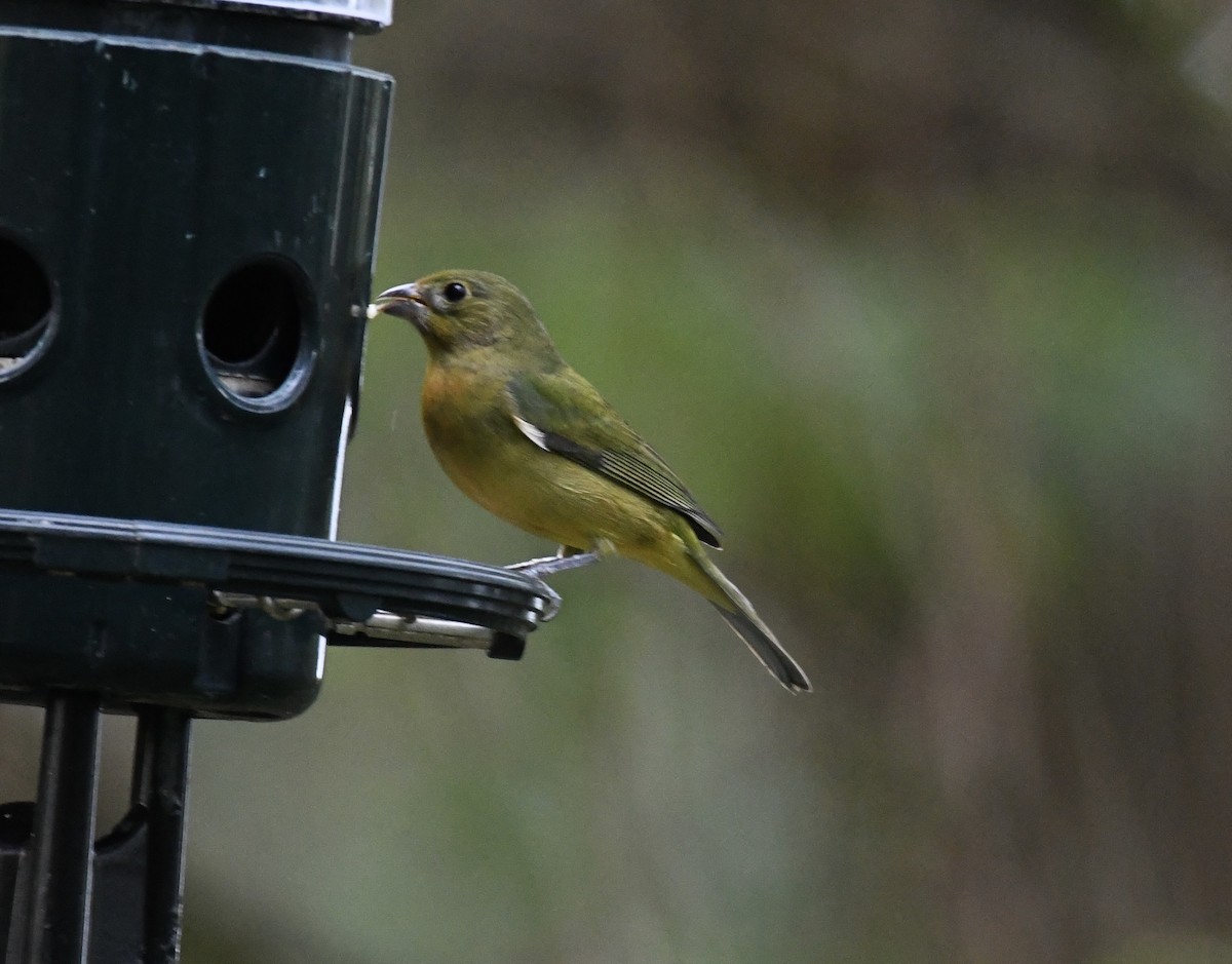 Painted Bunting - ML629331105