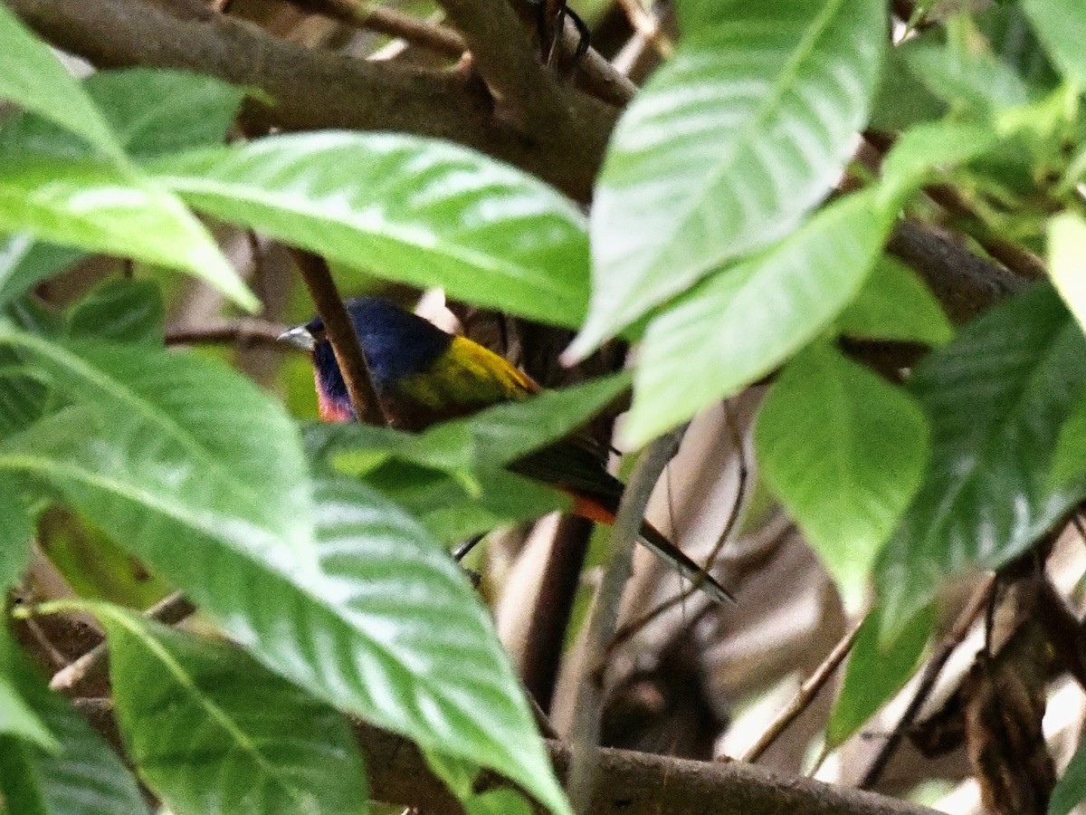 Painted Bunting - ML629331107