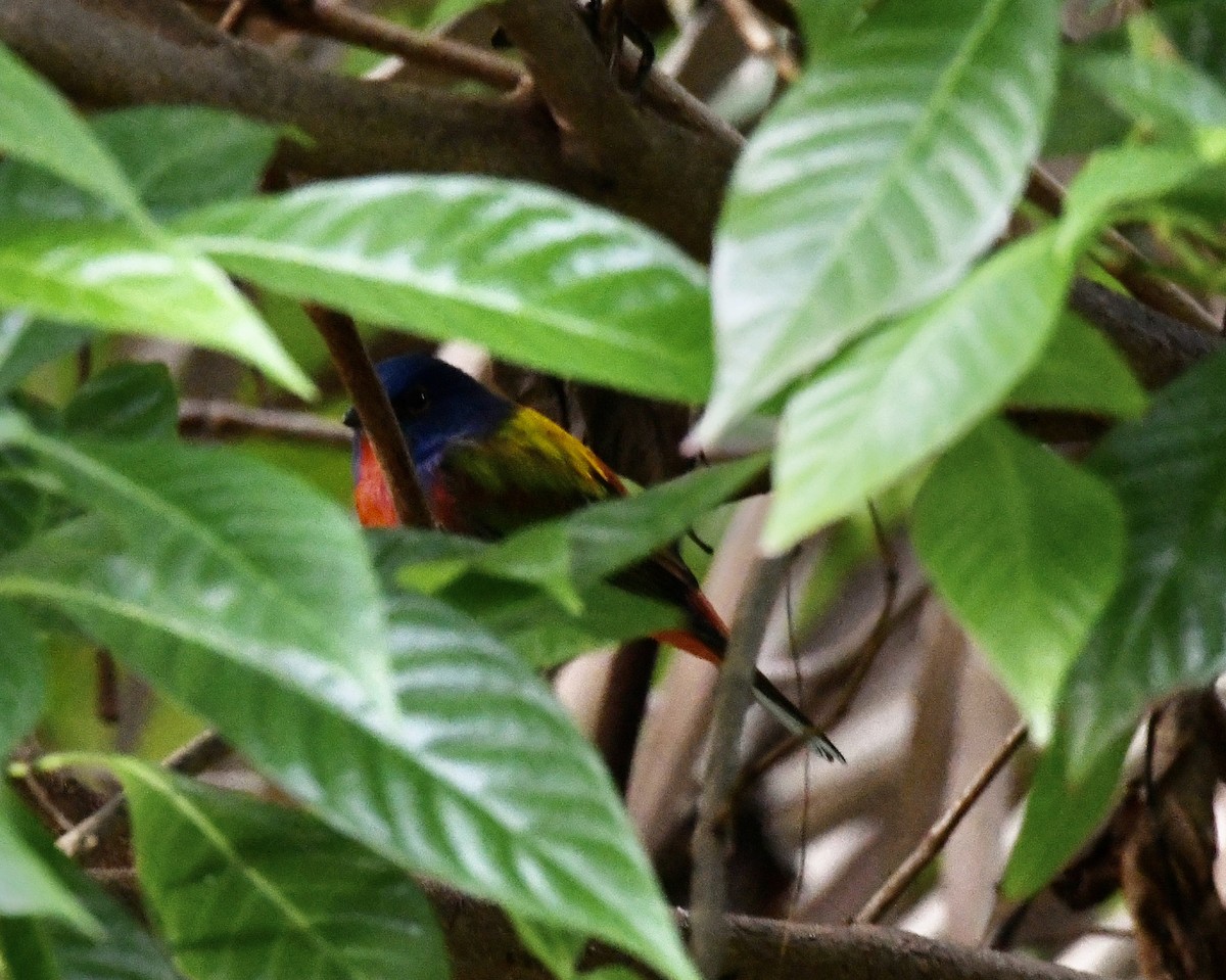 Painted Bunting - ML629331108
