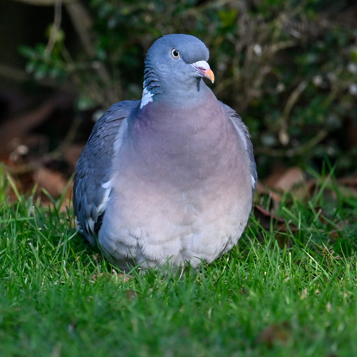 Pagausoa - ML629331129