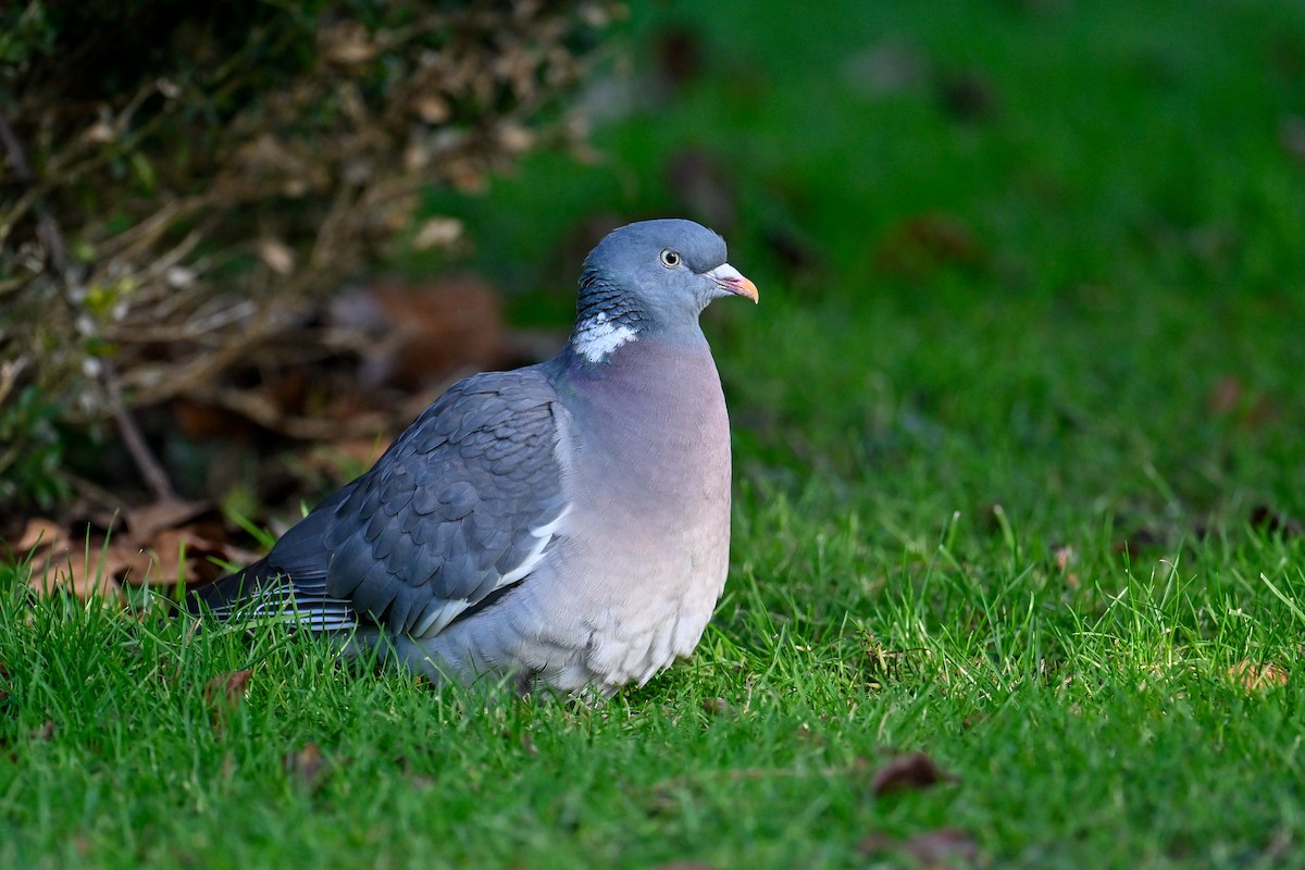 Pagausoa - ML629331131