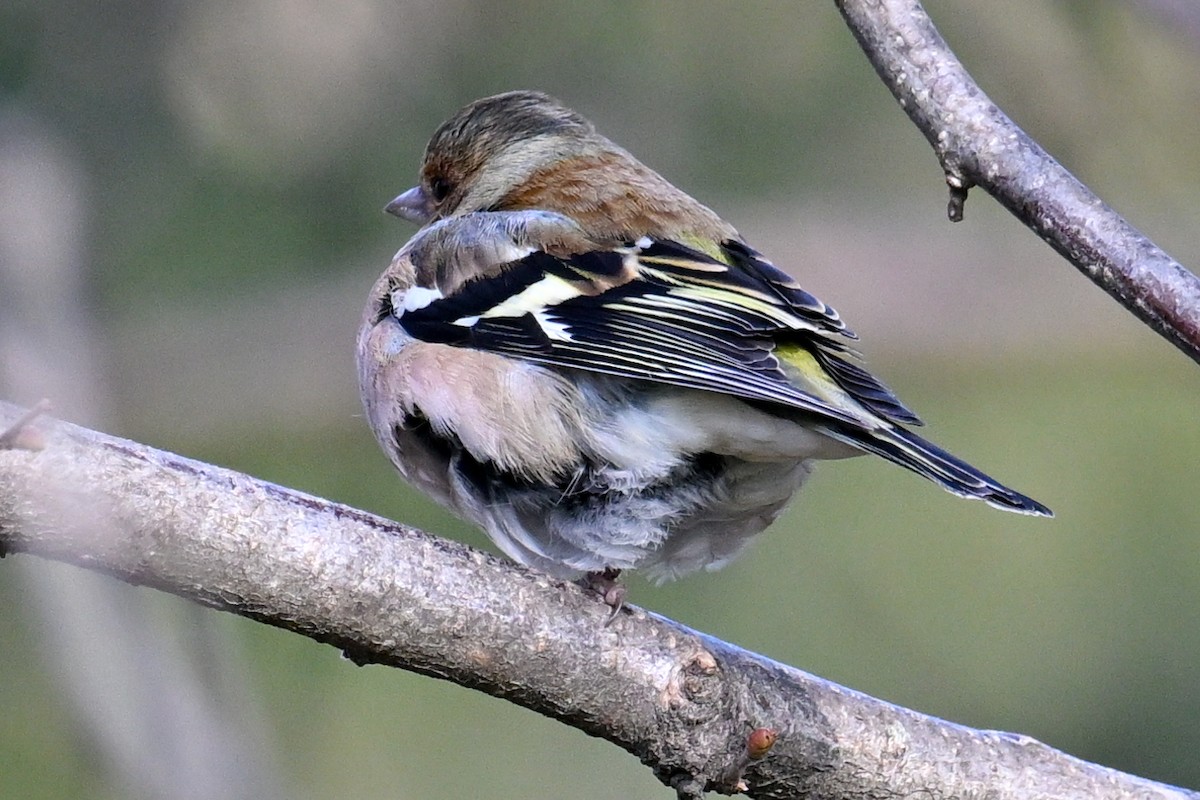 Txonta arrunta - ML629331221