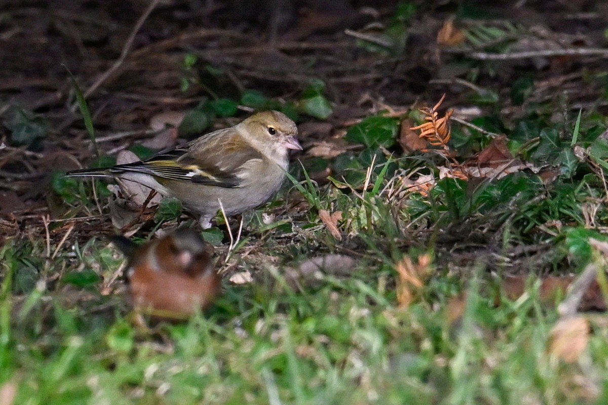 Txonta arrunta - ML629331222