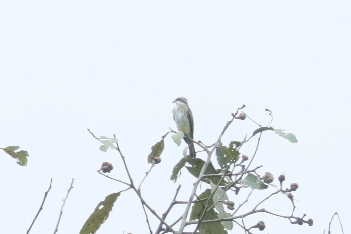 Piratic Flycatcher - ML629331255