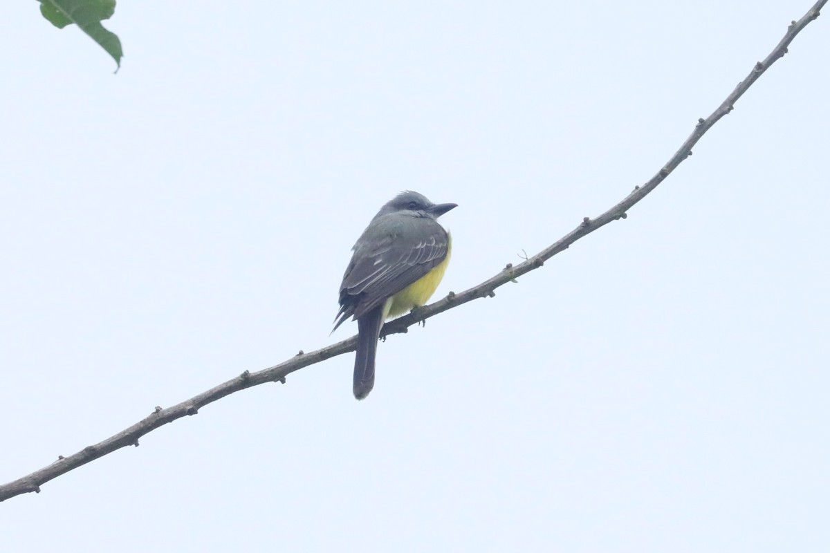 Tropical Kingbird - ML629331275