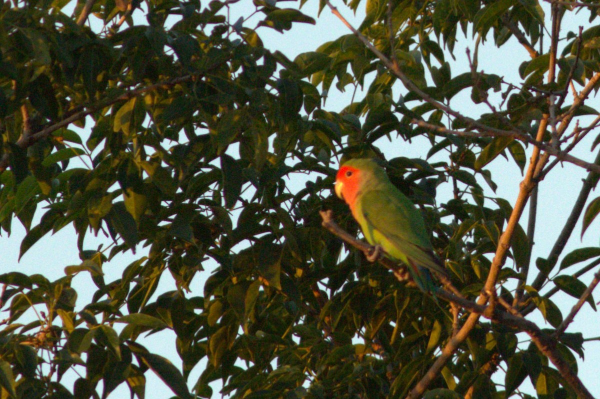 Rosy-faced Lovebird - ML629331420