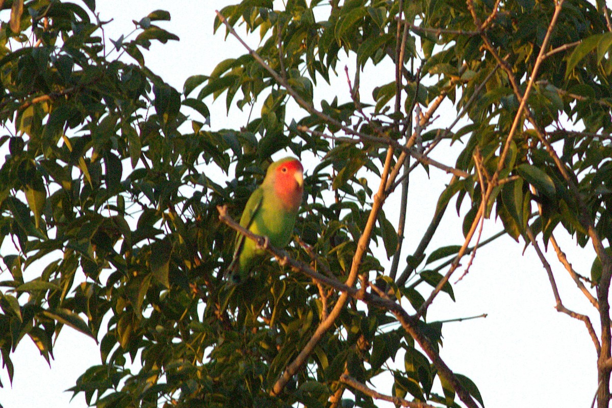 Rosy-faced Lovebird - ML629331421