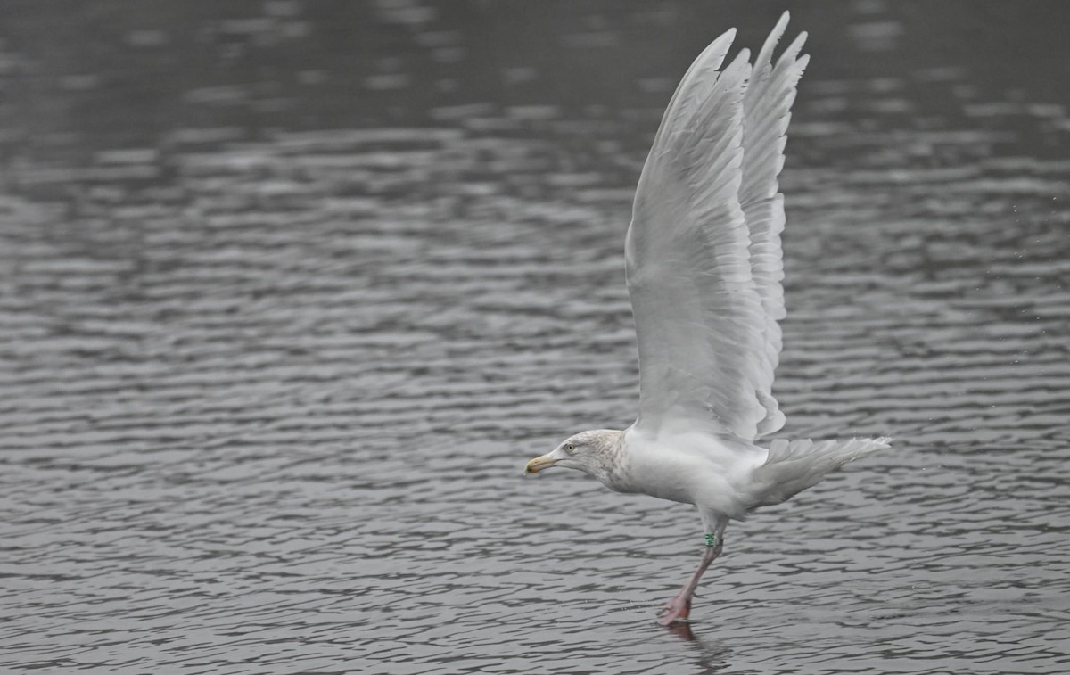 Glaucous Gull - ML629331464