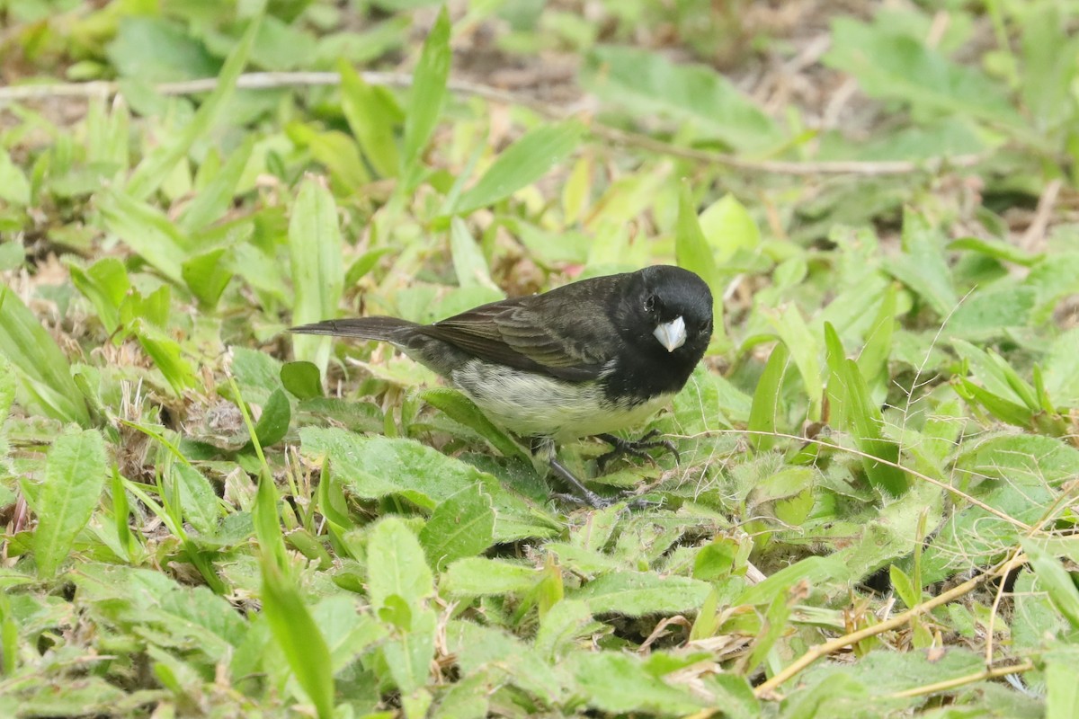 Yellow-bellied Seedeater - ML629331499