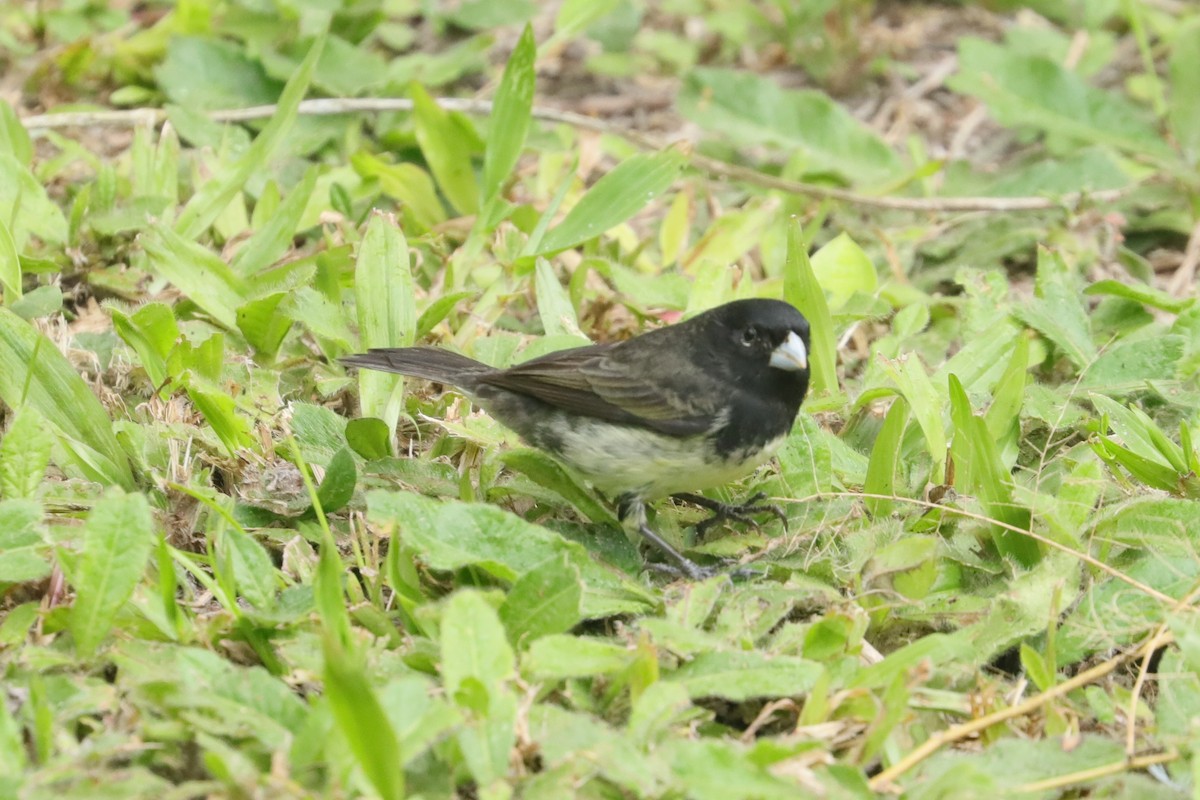Yellow-bellied Seedeater - ML629331500