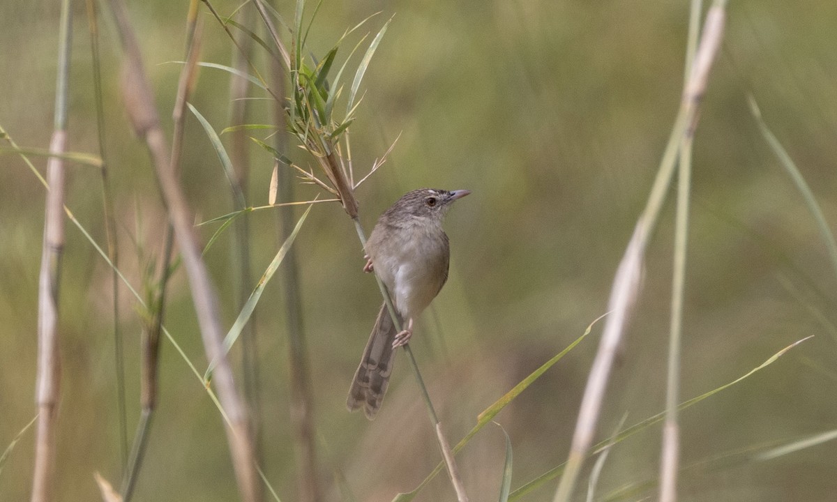 Prinia des montagnes - ML629331517