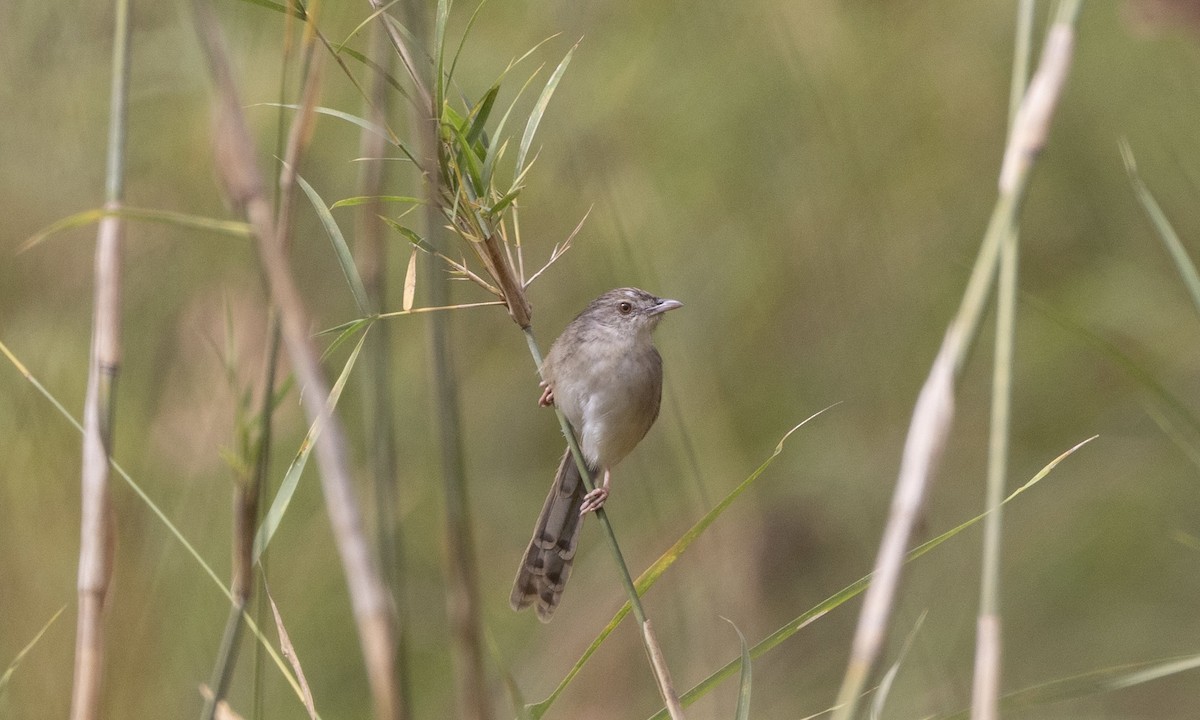 Prinia des montagnes - ML629331518