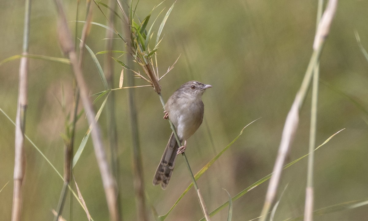 Prinia des montagnes - ML629331519