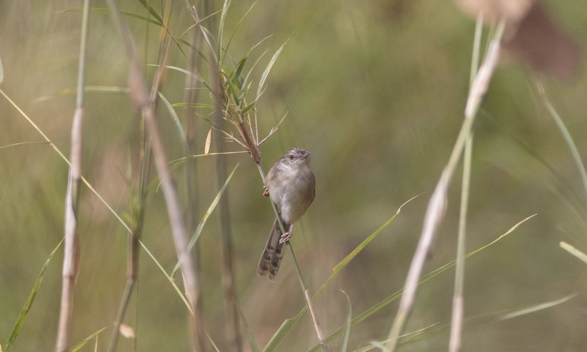 Prinia des montagnes - ML629331520